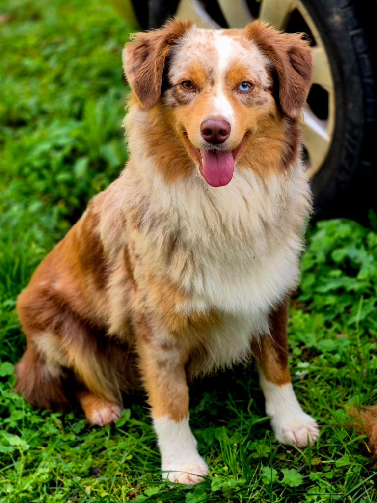 Utah Du Royaume D’Aria