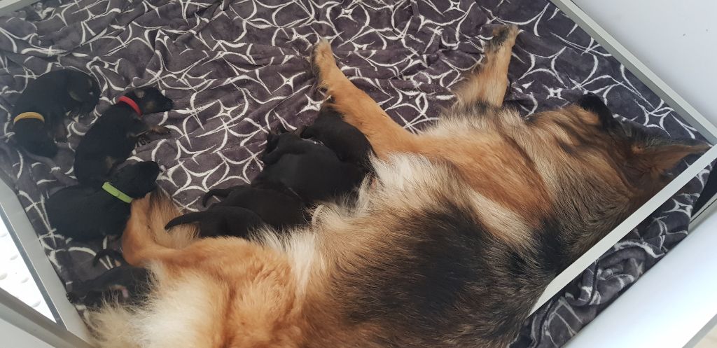 Del La Stella D'Iris - Naissance des chiots Mya et Onyx 