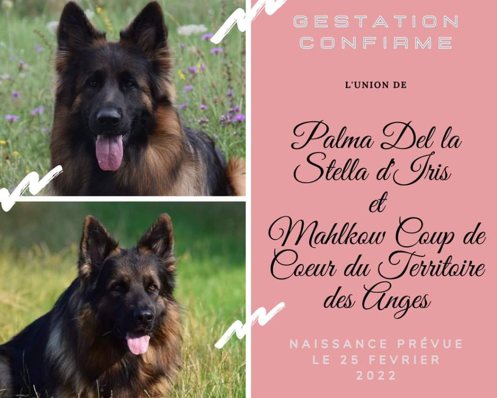 Del La Stella D'Iris - Confirmation Gestation