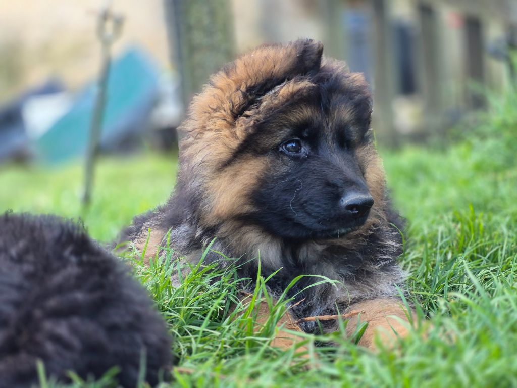 Del La Stella D'Iris - Chiots disponibles - Berger Allemand Poil Long