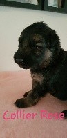 CHIOT COLLIER ROSE 