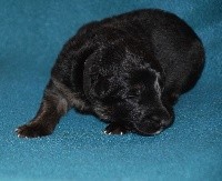 CHIOT COLLIER NOIR 