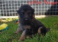 CHIOT COLLIER ROUGE 