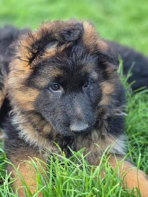 CHIOT