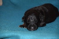 CHIOT COLLIER MARRON 