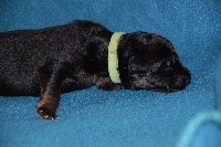 CHIOT COLLIER VERT 
