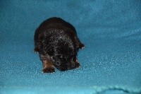 CHIOT COLLIER BLEU 