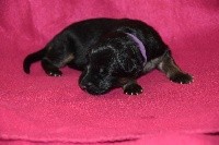 CHIOT COLLIER VIOLET 